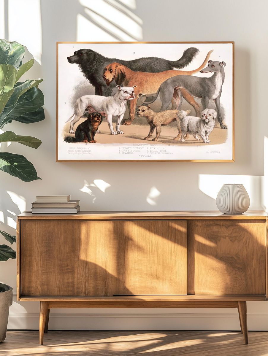 Carnivora (1874), flesh-eating animals, family-dogs. — room view 3