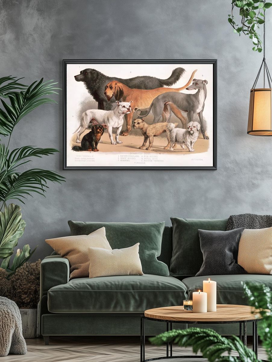 Carnivora (1874), flesh-eating animals, family-dogs. — room view 4