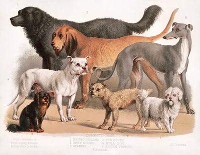 Carnivora (1874), flesh-eating animals, family-dogs.