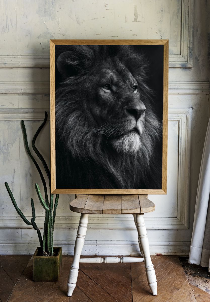 Majestic Lion Portrait Print. room preview