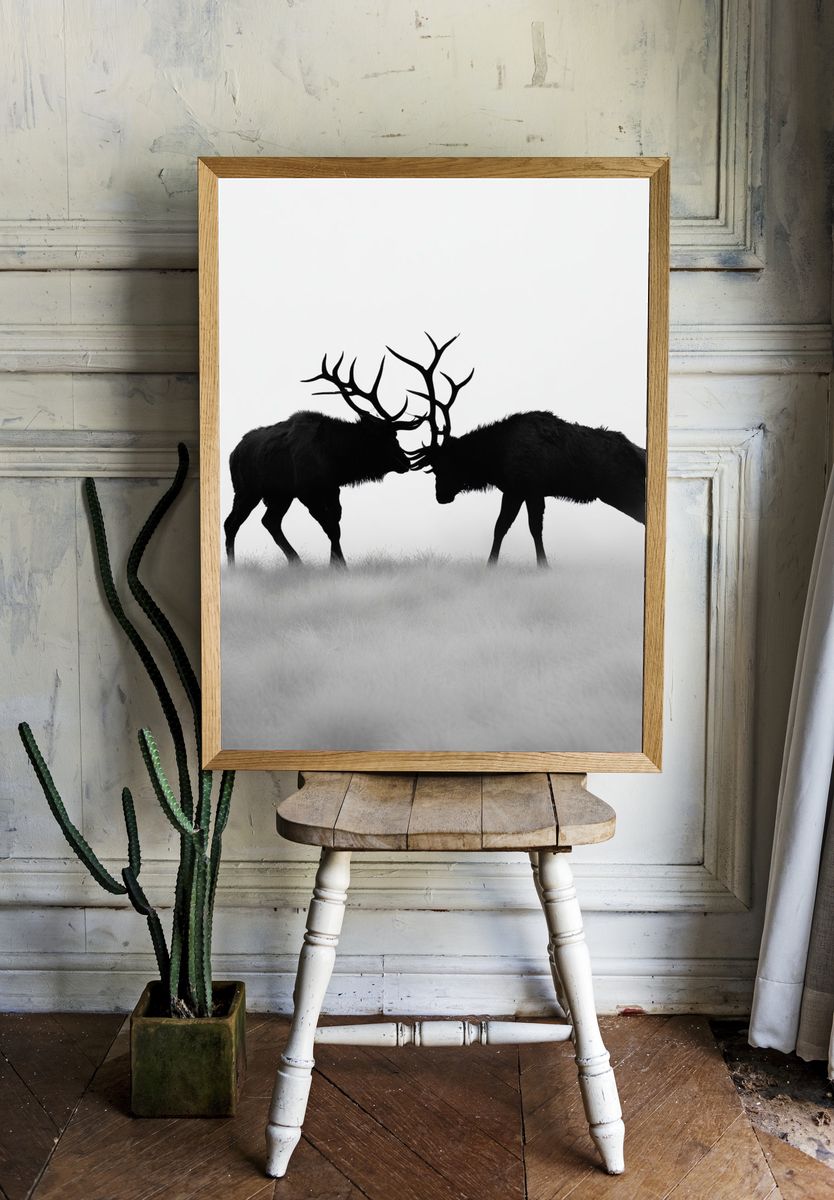 Stag Duel Black-White Poster. — room view 1
