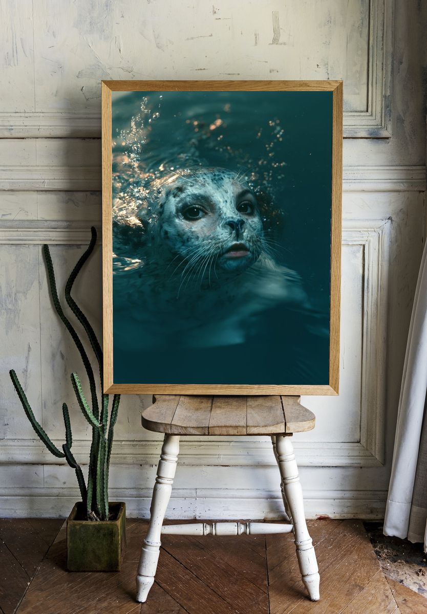 Seal Underwater Portrait Poster. room preview