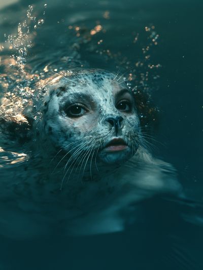 Seal Underwater Portrait Poster.