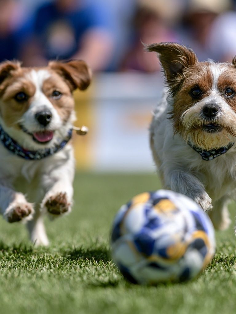 Playful Dogs Soccer Photography Poster. poster detail