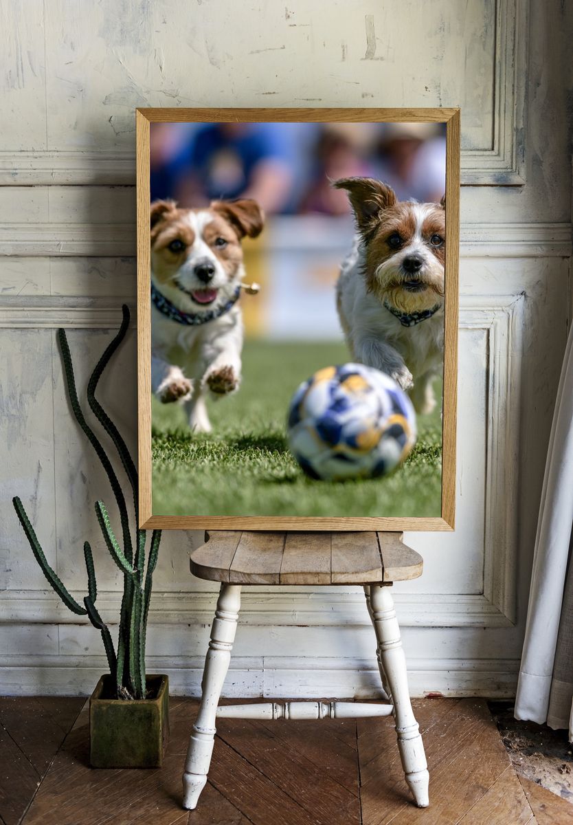 Playful Dogs Soccer Photography Poster. room preview