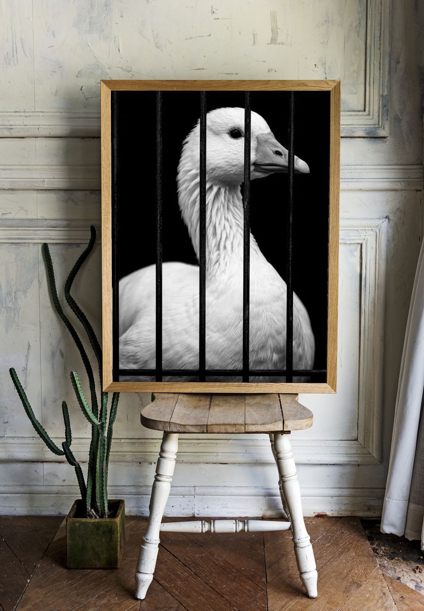 Caged Goose Black-White Poster. — room view 1