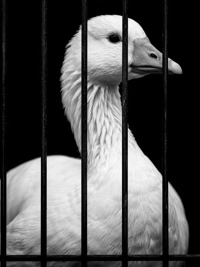 Caged Goose Black-White Poster.