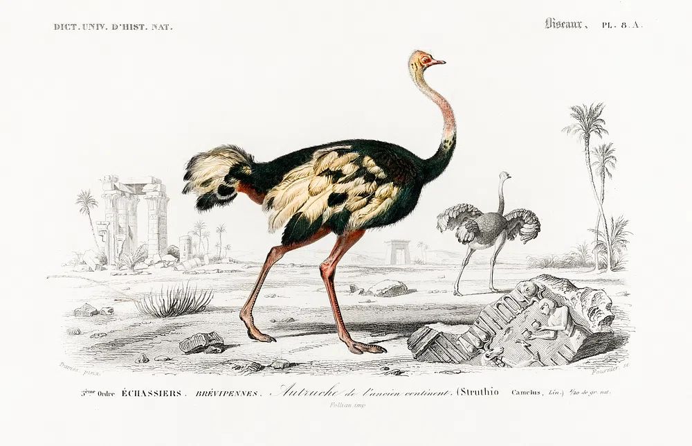 Struthio (Autruche de lancien continent). poster — animals art