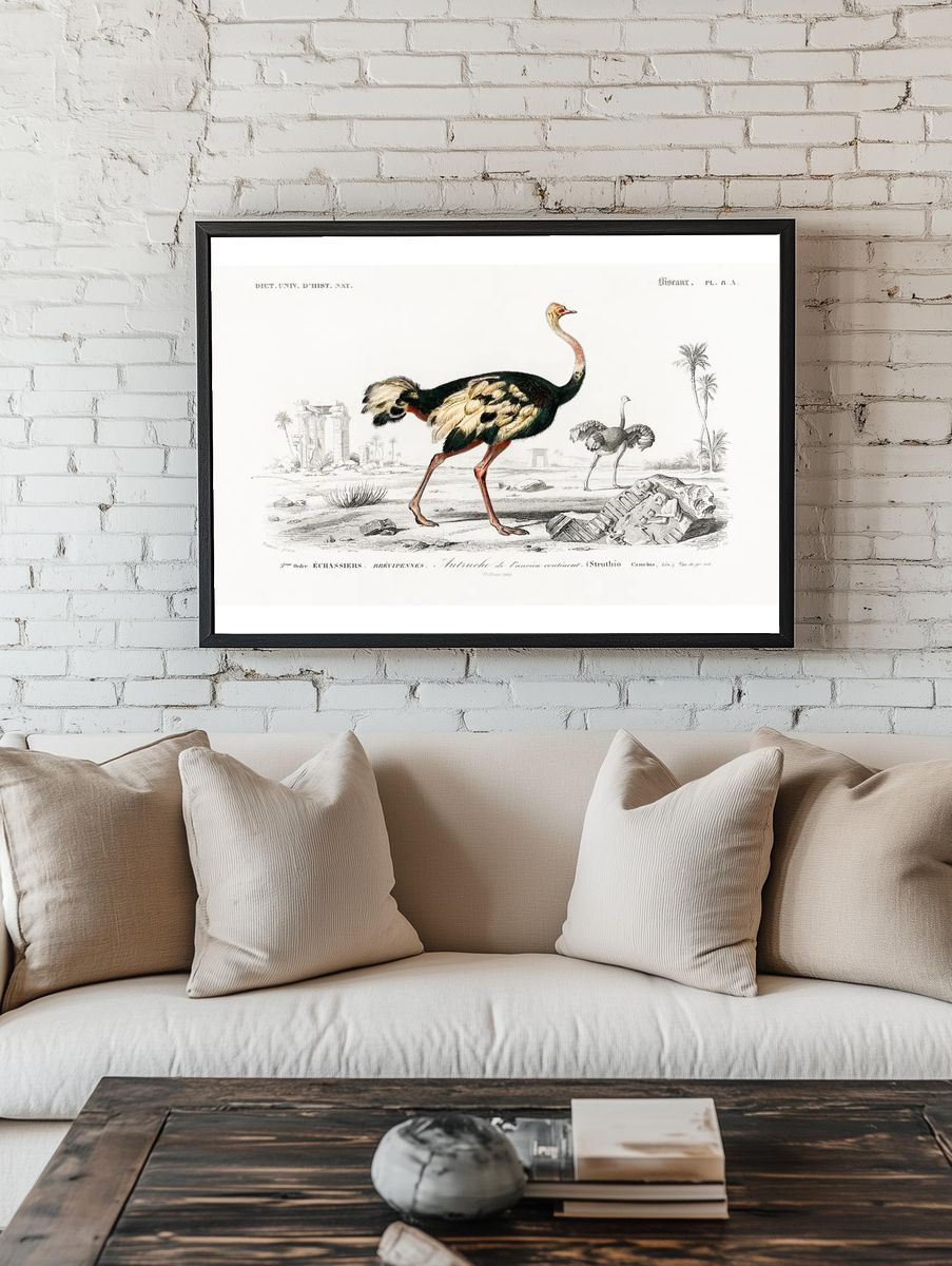 Struthio (Autruche de lancien continent). — room view 1