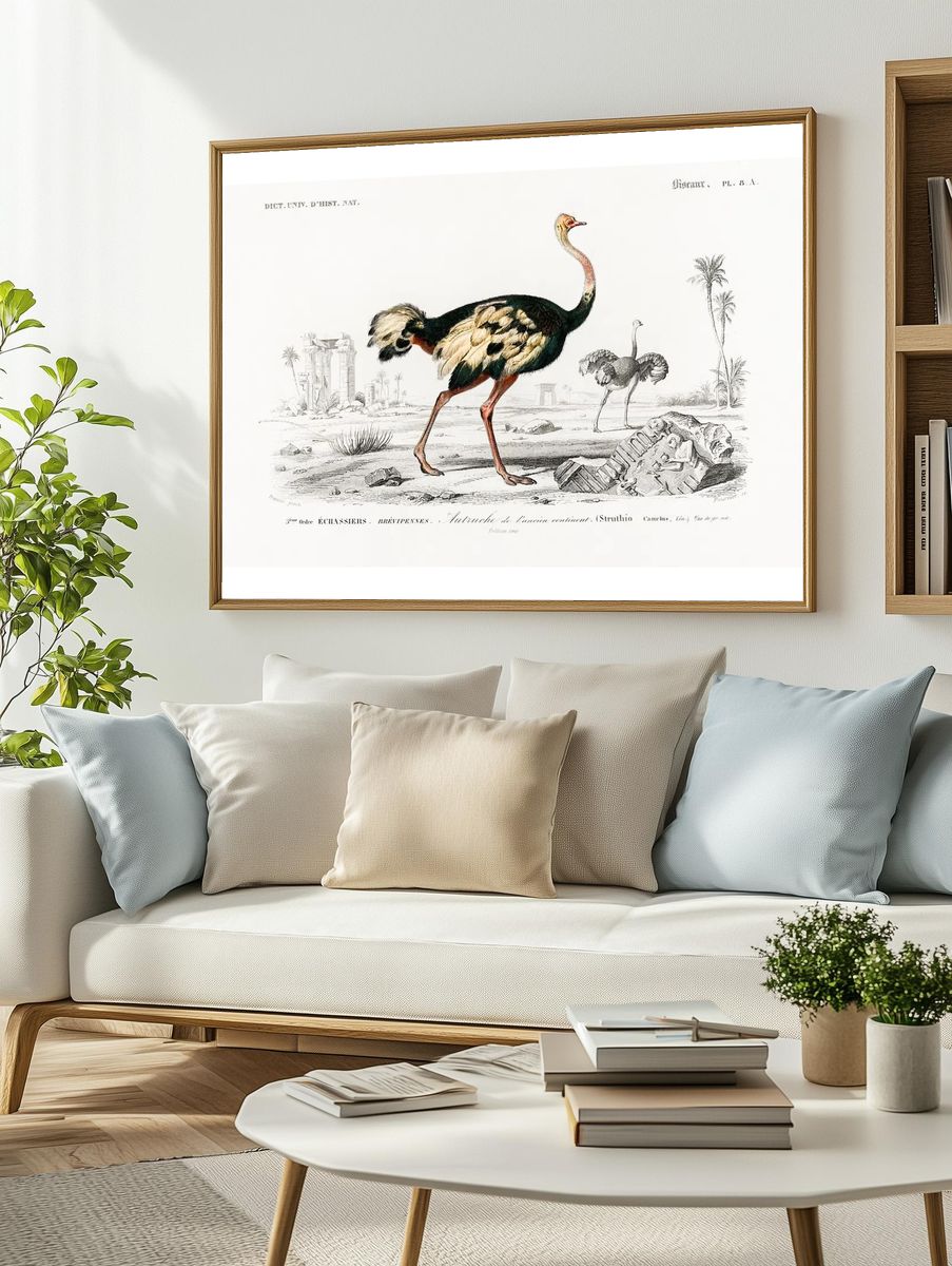 Struthio (Autruche de lancien continent). — room view 2