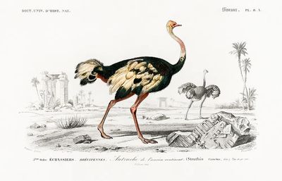 Struthio (Autruche de lancien continent).