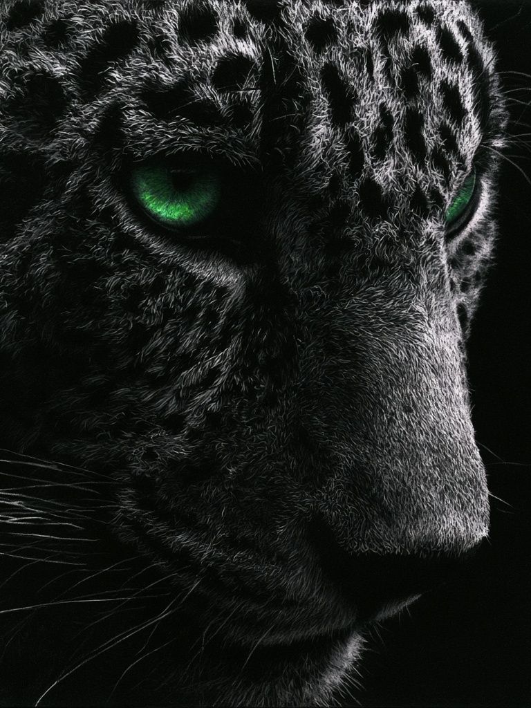 Leopard Eyes Photography Poster. poster detail