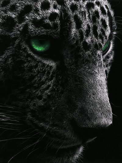 Leopard Eyes Photography Poster. poster