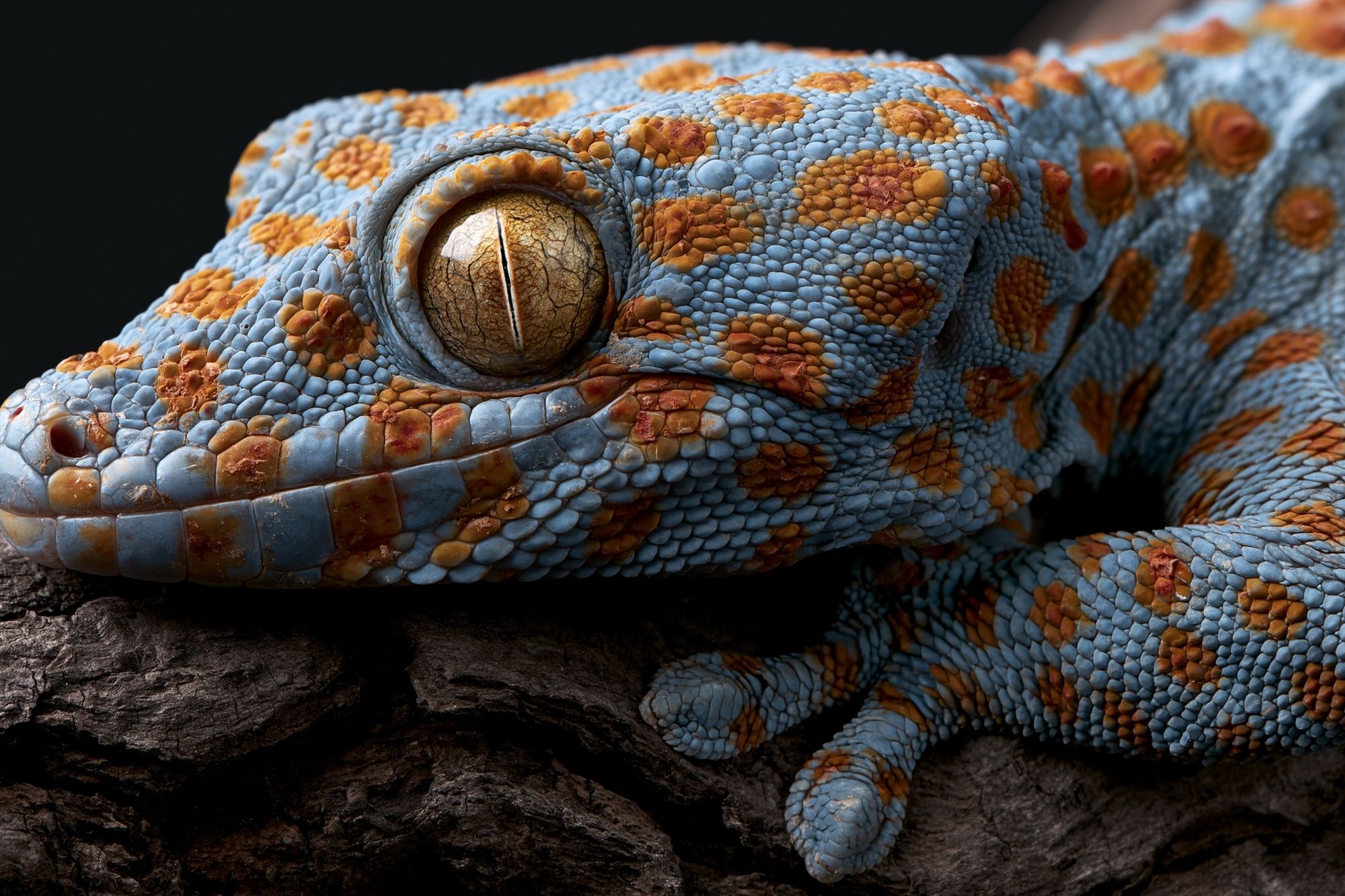 Blue Gecko Close-Up Photography Poster. poster — animals art