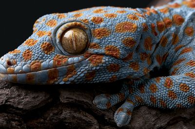 Blue Gecko Close-Up Photography Poster. poster