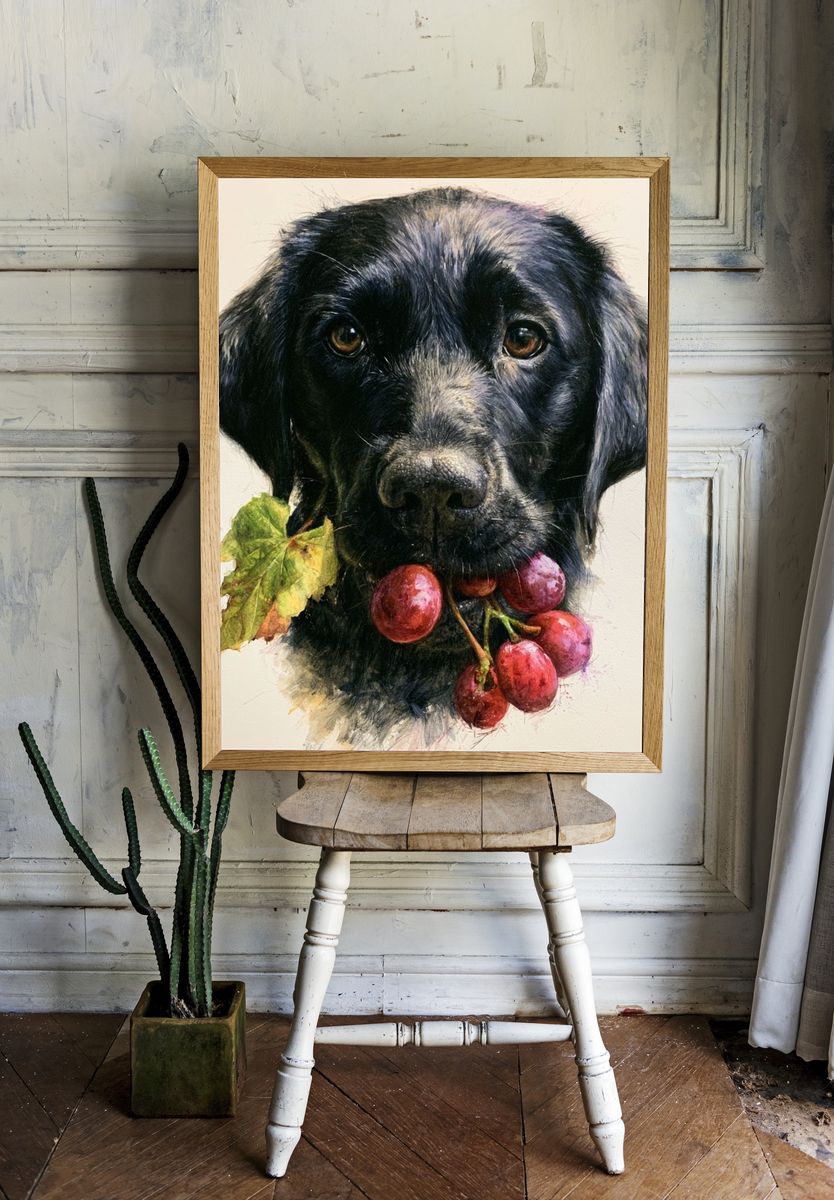 Black Labrador with Grapes Illustration Poster. room preview