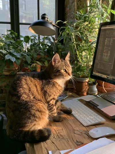 Tabby Cat Office Portrait Poster. poster