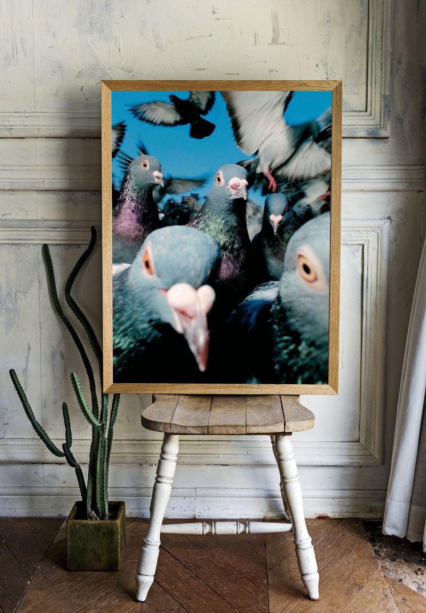 Pigeon Flock Photography Poster. room preview