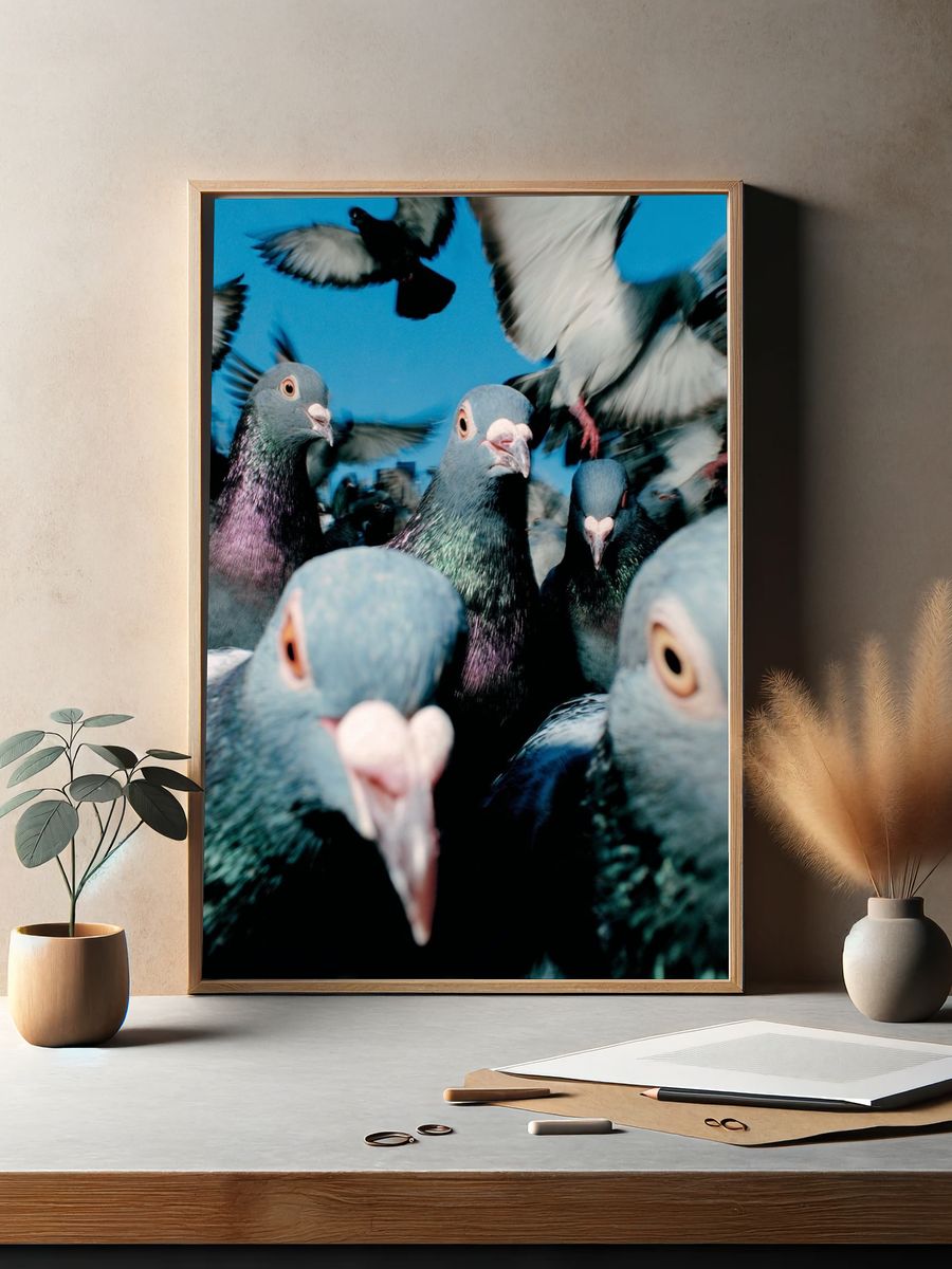 Pigeon Flock Photography Poster. — room view 2