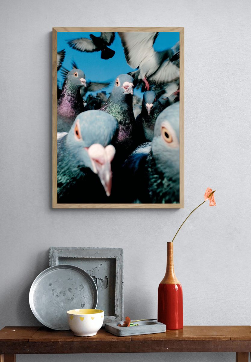 Pigeon Flock Photography Poster. — room view 3