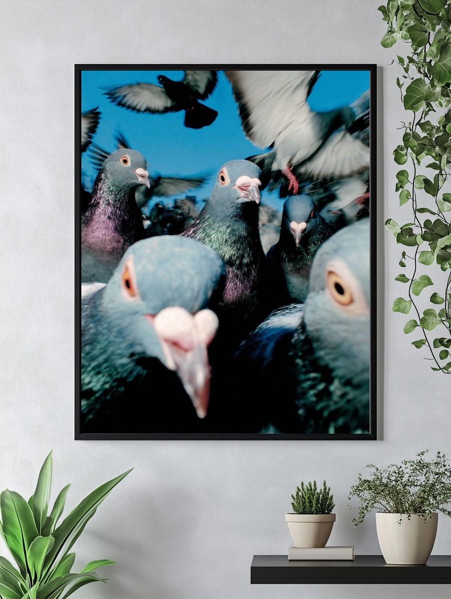 Pigeon Flock Photography Poster. — room view 4