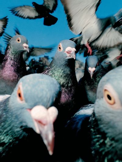 Pigeon Flock Photography Poster. poster