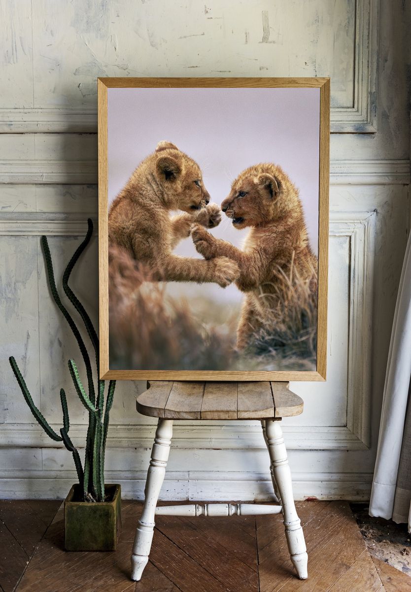 Lion Cubs Playful Wildlife Poster. room preview