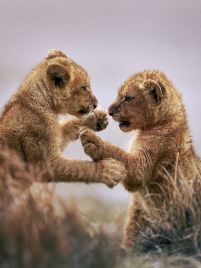 Lion Cubs Playful Wildlife Poster.
