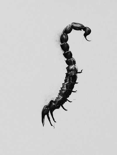 Scorpion Silhouette Black-White Poster. poster