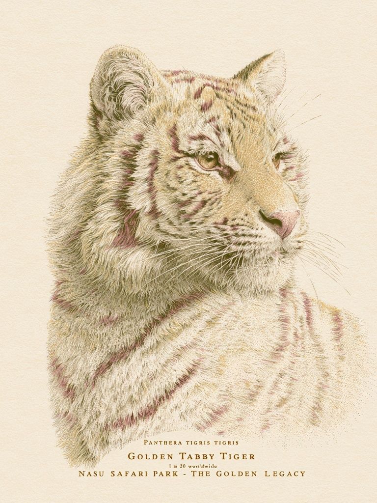 Golden Tabby Tiger Illustration Poster. poster detail
