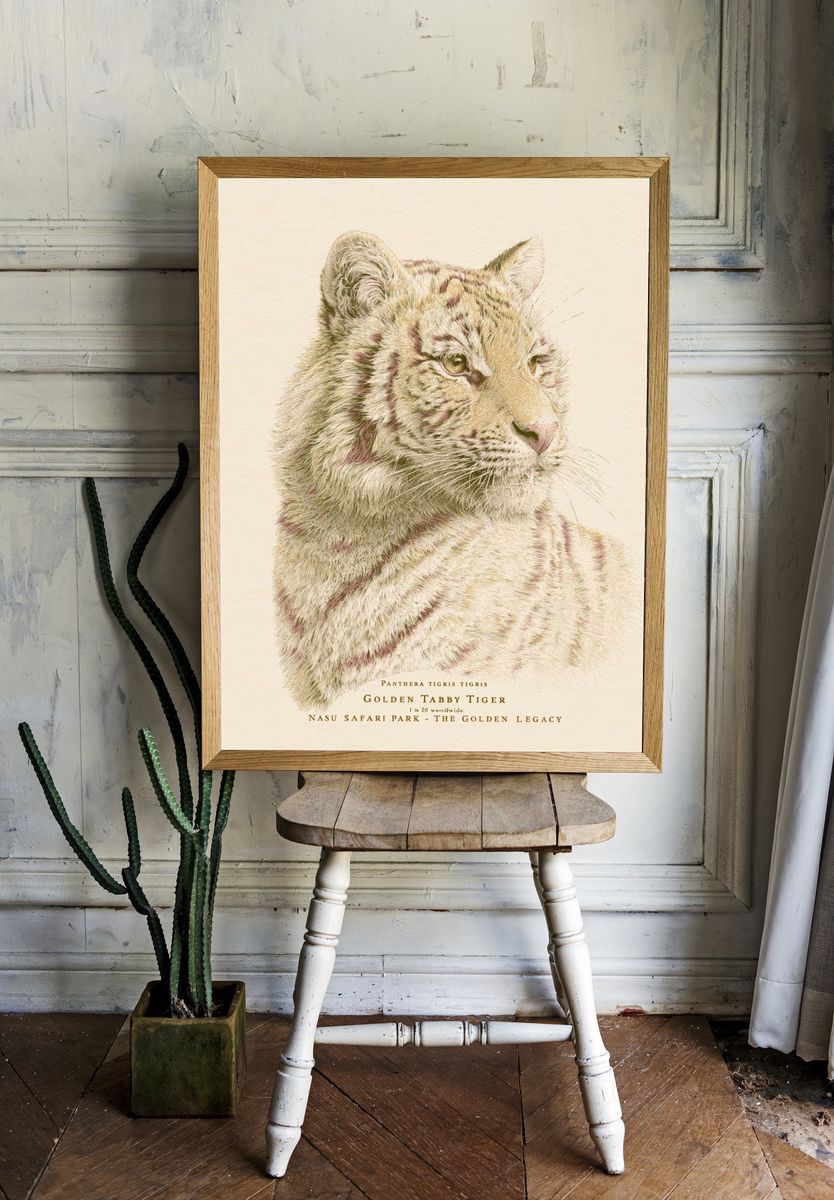 Golden Tabby Tiger Illustration Poster. room preview