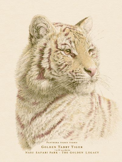 Golden Tabby Tiger Illustration Poster.