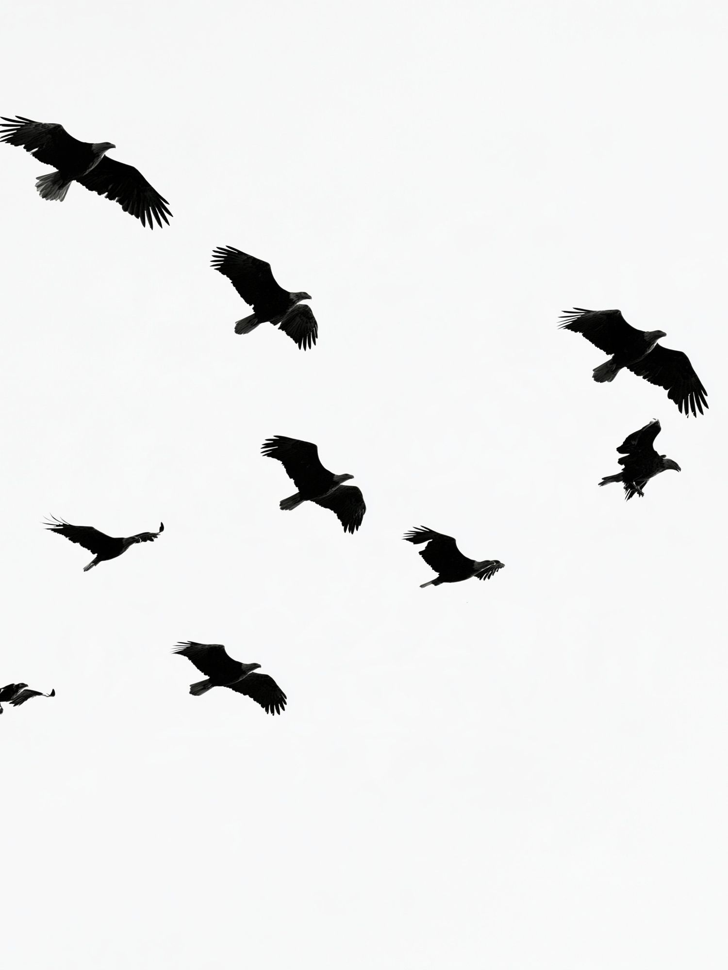 Flying Birds Black-White Poster. poster detail