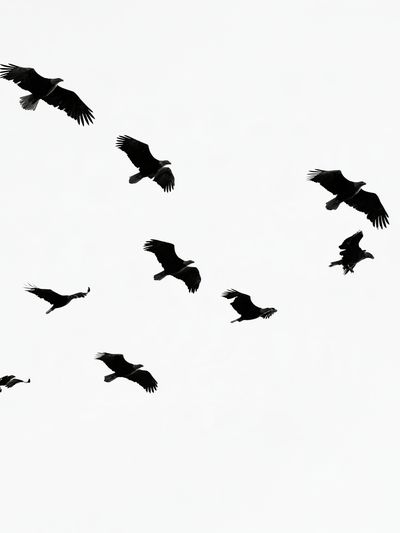 Flying Birds Black-White Poster. poster