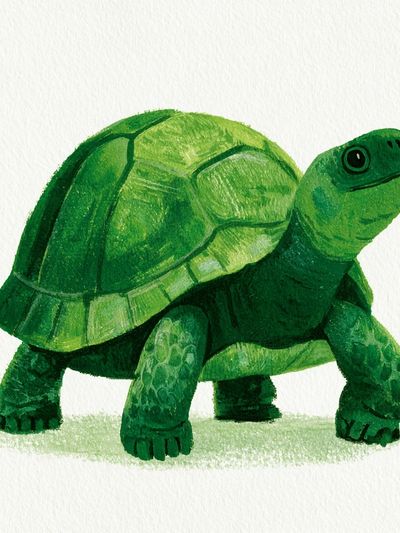 Green Turtle Watercolor Print.