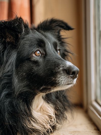 Border Collie Portrait Poster.