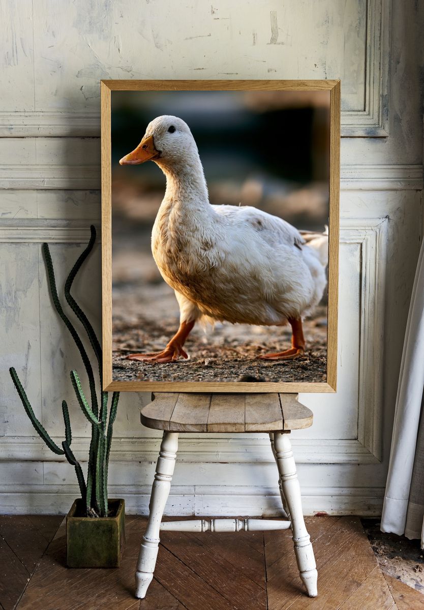 White Duck Portrait Poster. room preview