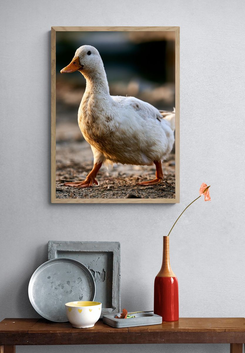 White Duck Portrait Poster. — room view 3