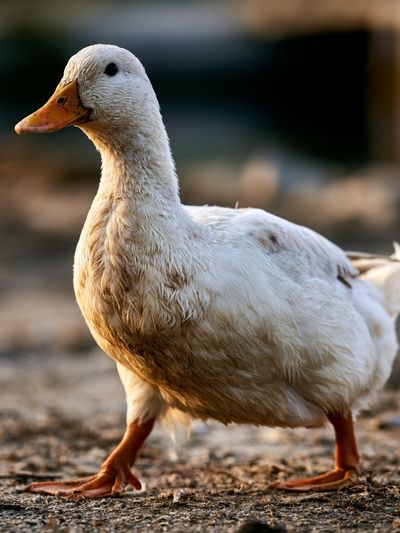 White Duck Portrait Poster. poster