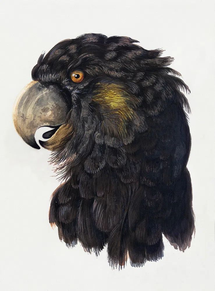 Head Cockatoo (1725–1792) drawing high. poster — animals art