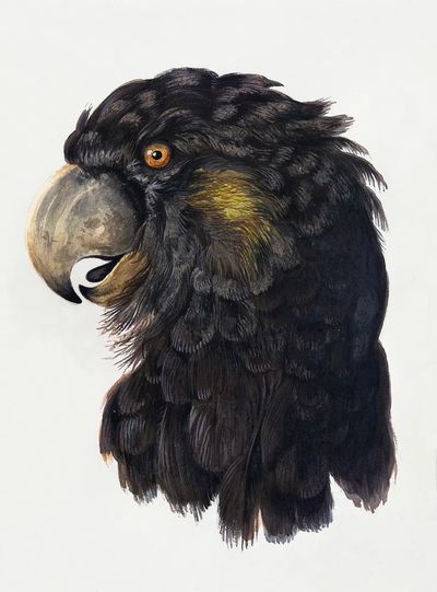 Head Cockatoo (1725–1792) drawing high. poster