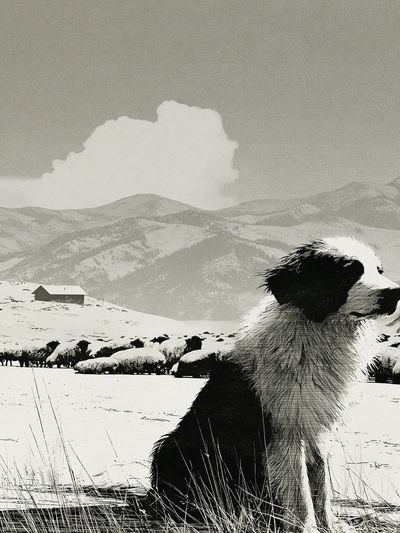 Border Collie in Snowy Mountains Print.