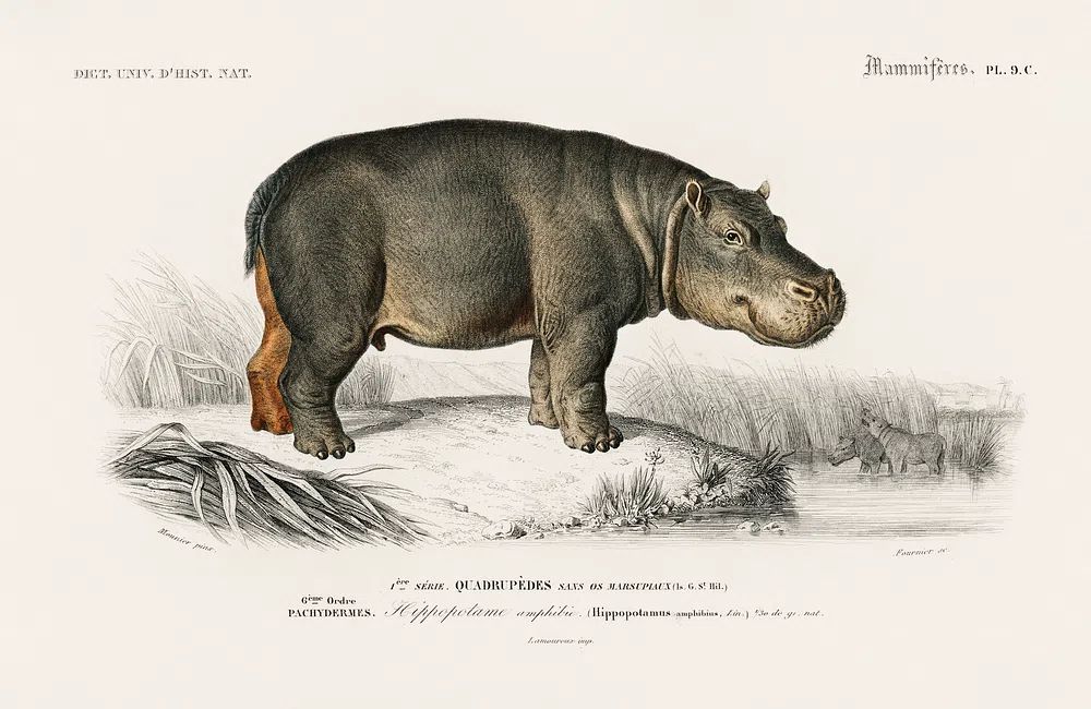 Hippopotamus (Hippopotame Amphibie) illustrated Charles. poster — animals art
