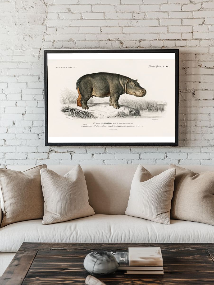 Hippopotamus (Hippopotame Amphibie) illustrated Charles. room preview