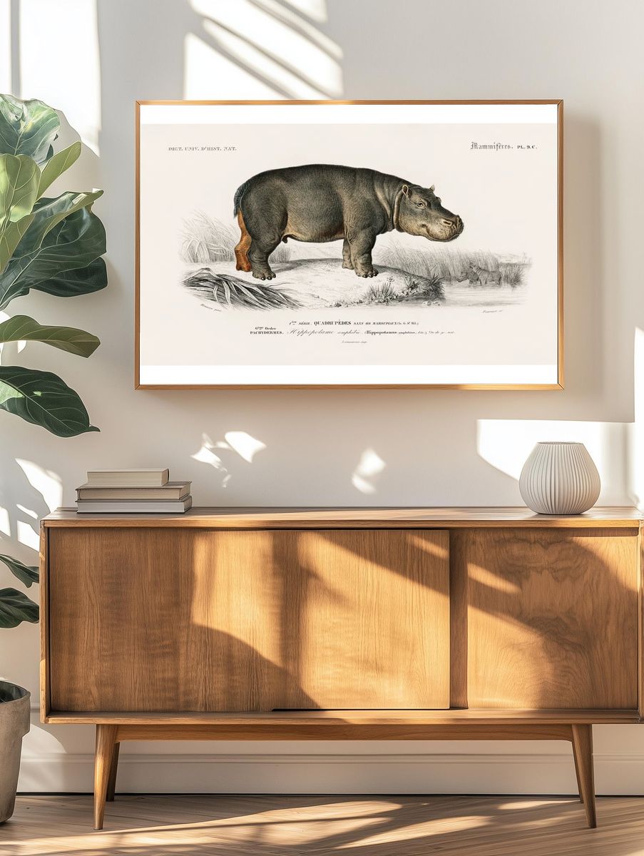 Hippopotamus (Hippopotame Amphibie) illustrated Charles. — room view 3
