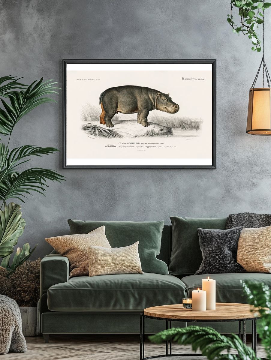Hippopotamus (Hippopotame Amphibie) illustrated Charles. — room view 4