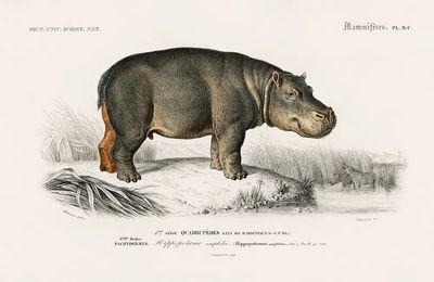 Hippopotamus (Hippopotame Amphibie) illustrated Charles. poster