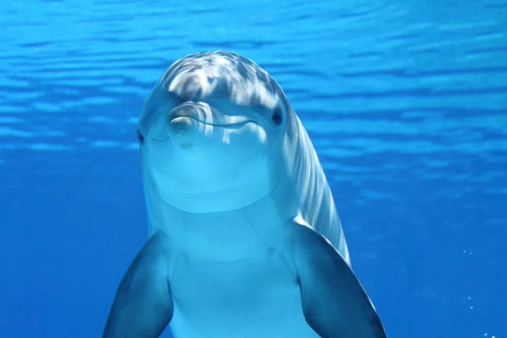 Darkened image dolphin. poster detail