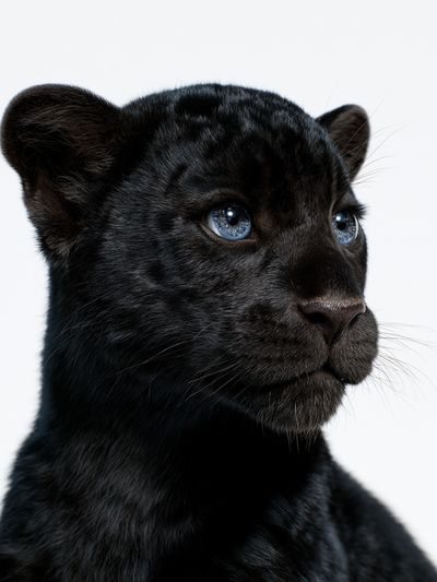Black Panther Cub Portrait Poster.