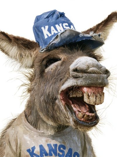 Laughing Donkey Portrait Print.